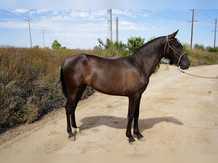Andalusier Stute 2 Jahre 142 cm Rotbrauner in Corona, CA