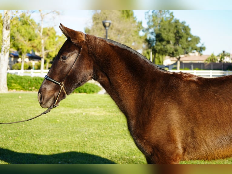 Andalusier Stute 2 Jahre 142 cm Rotbrauner in Corona, CA