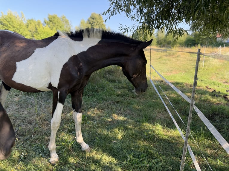 Andalusier Stute 2 Jahre 148 cm Tobiano-alle-Farben in Ballenstedt