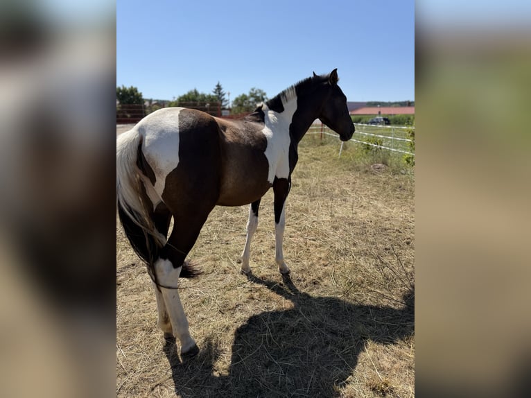 Andalusier Stute 2 Jahre 148 cm Tobiano-alle-Farben in Ballenstedt