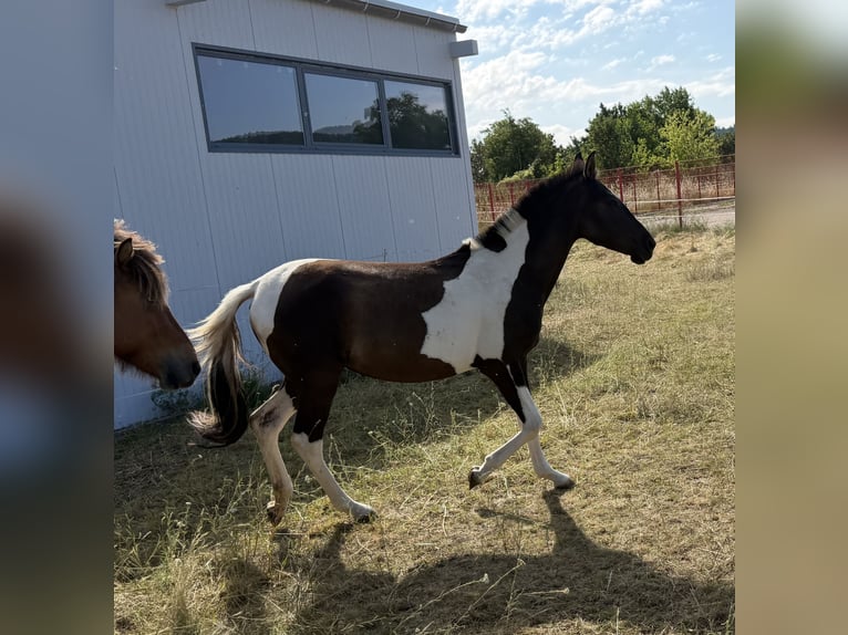 Andalusier Stute 2 Jahre 148 cm Tobiano-alle-Farben in Ballenstedt
