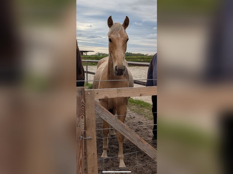 Andalusier Mix Stute 2 Jahre 150 cm Palomino in Rhede
