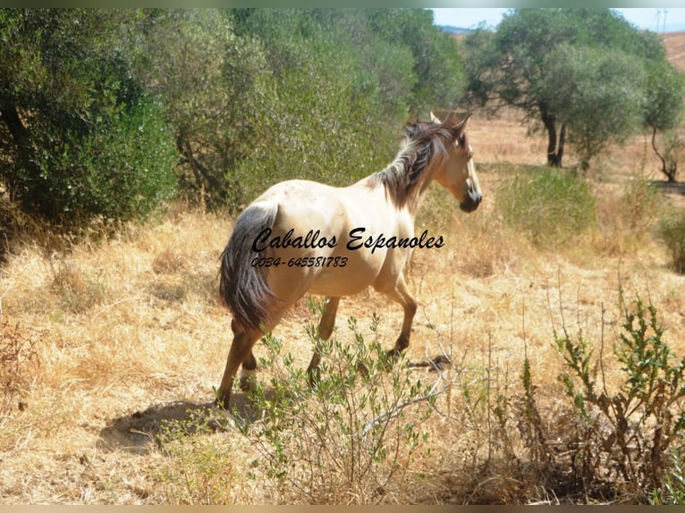 Andalusier Stute 2 Jahre 152 cm Falbe in Vejer de la Frontera