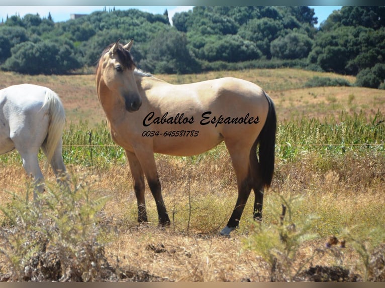 Andalusier Stute 2 Jahre 152 cm Falbe in Vejer de la Frontera