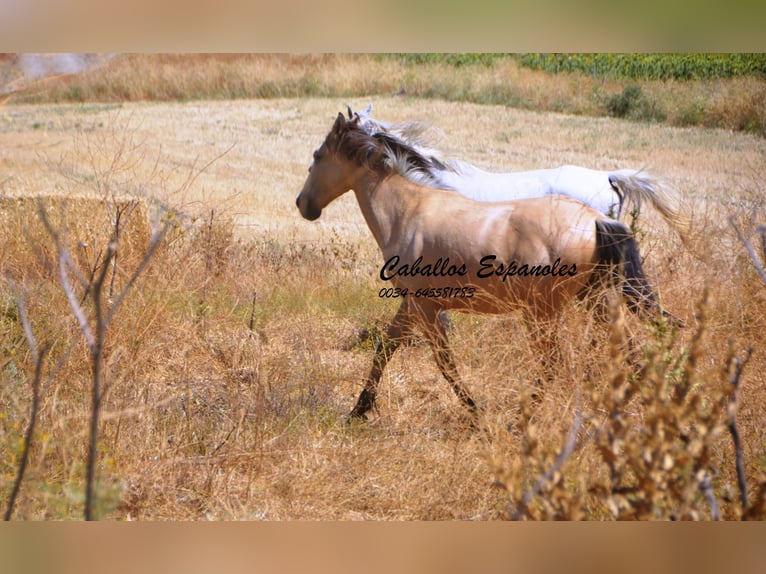 Andalusier Stute 2 Jahre 152 cm Falbe in Vejer de la Frontera