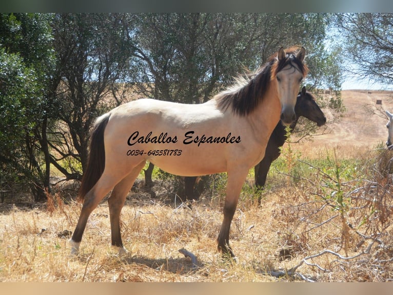 Andalusier Stute 2 Jahre 152 cm Falbe in Vejer de la Frontera