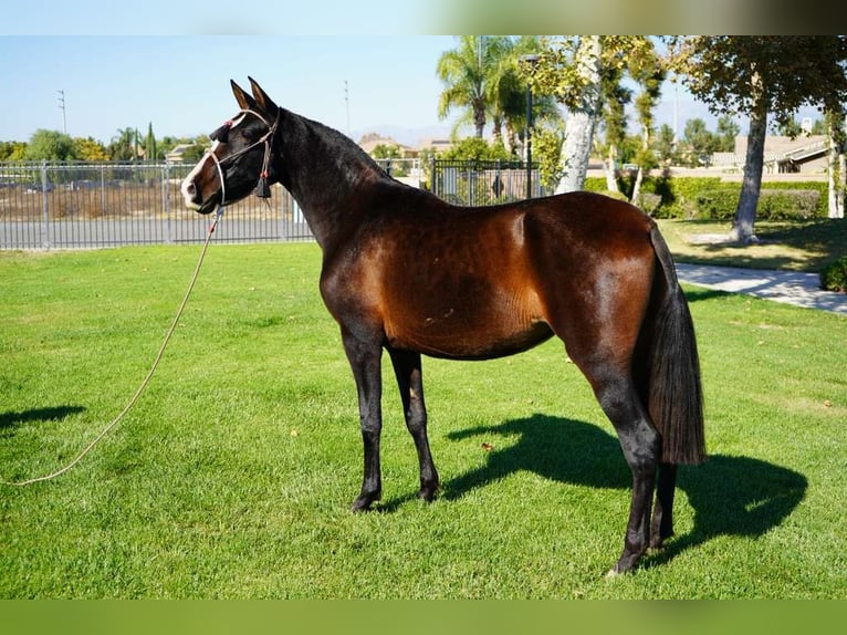 Andalusier Stute 2 Jahre 152 cm Rappe in Corona, CA