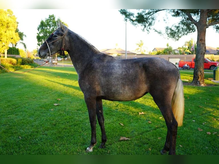 Andalusier Stute 2 Jahre 152 cm Schimmel in Corona, CA