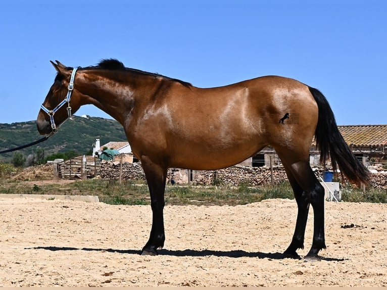 Andalusier Stute 2 Jahre 153 cm Falbe in Menorca