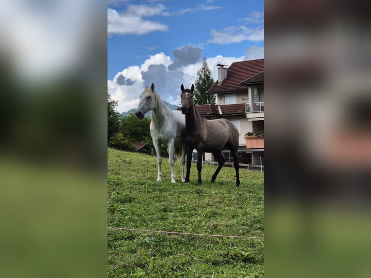 Andalusier Stute 2 Jahre 155 cm Brauner in Hermagor-Pressegger See