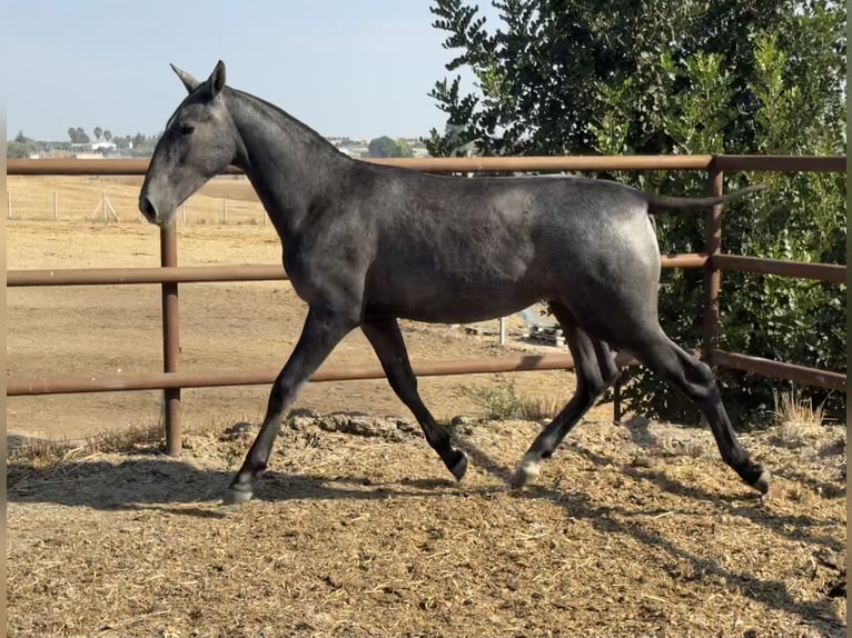 Andalusier Stute 2 Jahre 156 cm Schimmel in LebrijaLebrija