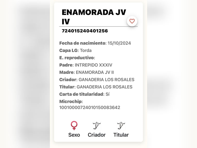 Andalusier Stute 2 Jahre 156 cm Schimmel in LebrijaLebrija