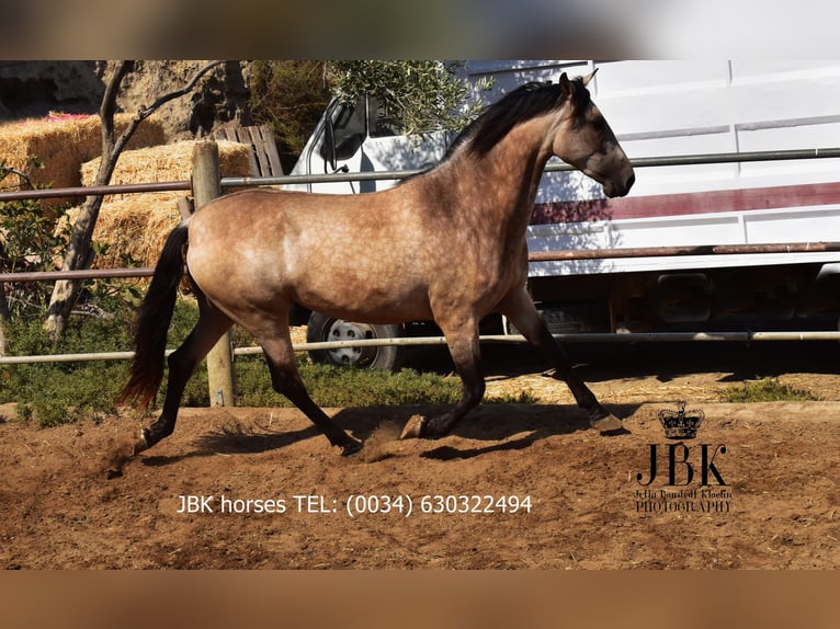 Andalusier Mix Stute 2 Jahre 157 cm Falbe in Tabernas Almeria