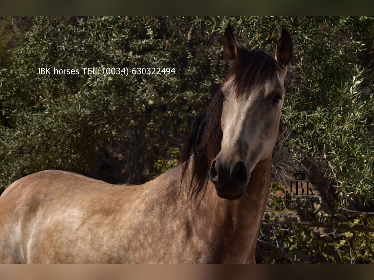 Andalusier Mix Stute 2 Jahre 157 cm Falbe in Tabernas Almeria