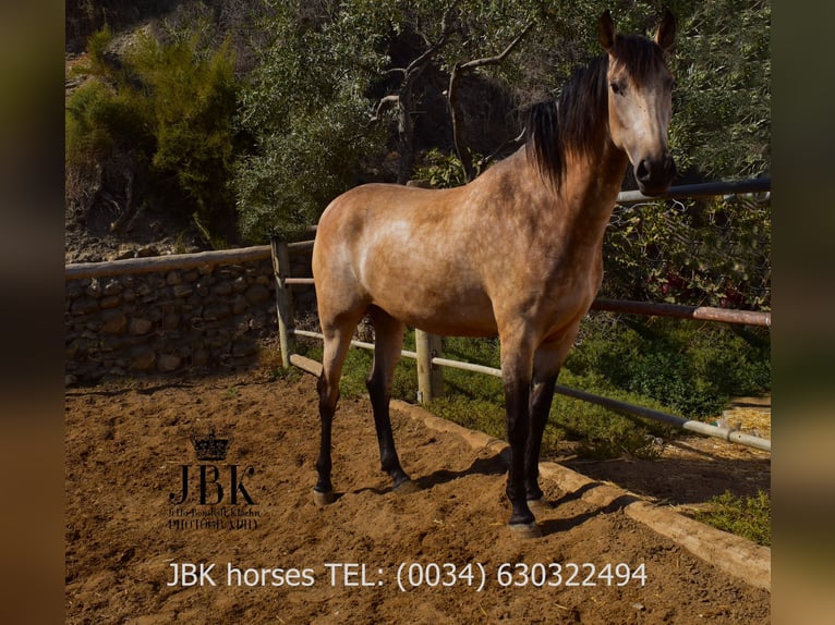 Andalusier Mix Stute 2 Jahre 157 cm Falbe in Tabernas Almeria
