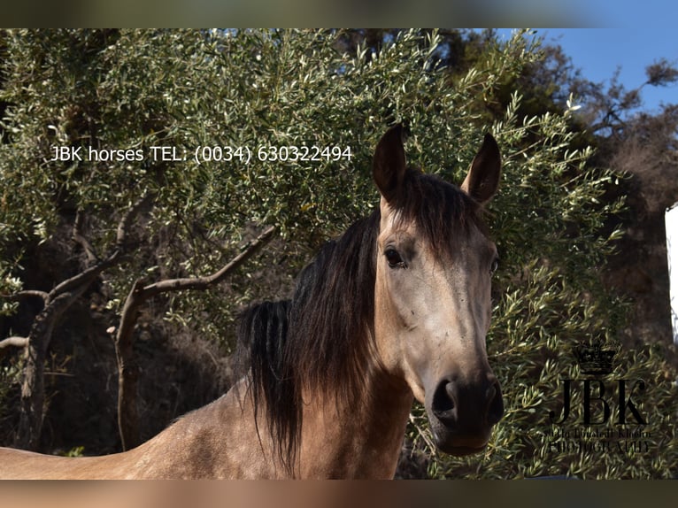 Andalusier Mix Stute 2 Jahre 157 cm Falbe in Tabernas Almeria