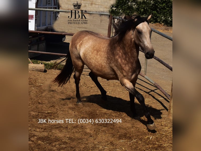Andalusier Mix Stute 2 Jahre 157 cm Falbe in Tabernas Almeria