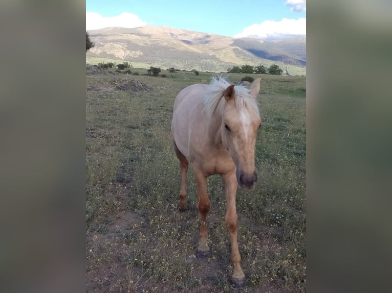 Andalusier Stute 2 Jahre 157 cm Palomino in Mijas