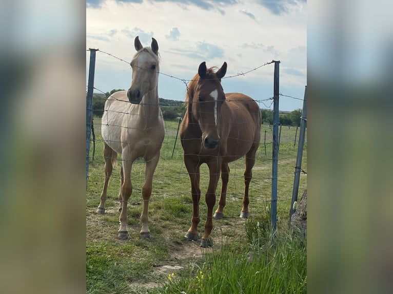Andalusier Stute 2 Jahre 157 cm Palomino in Mijas