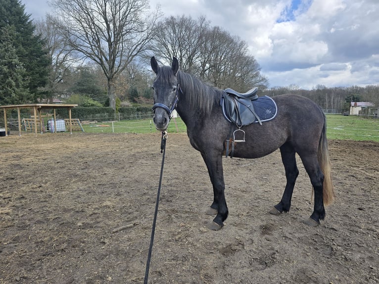Andalusier Mix Stute 2 Jahre 158 cm Rappe in Klieken