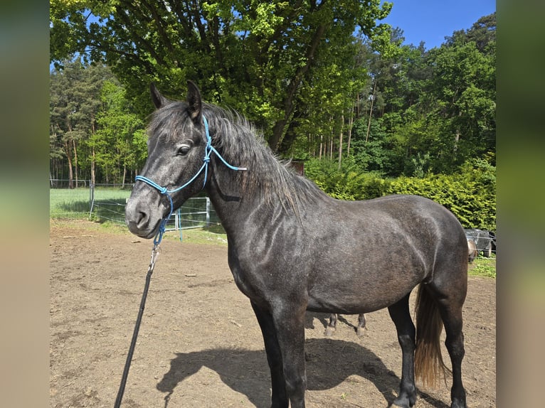 Andalusier Mix Stute 2 Jahre 158 cm Rappe in Klieken