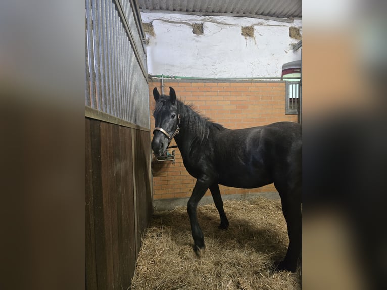 Andalusier Mix Stute 2 Jahre 158 cm Rappe in Klieken