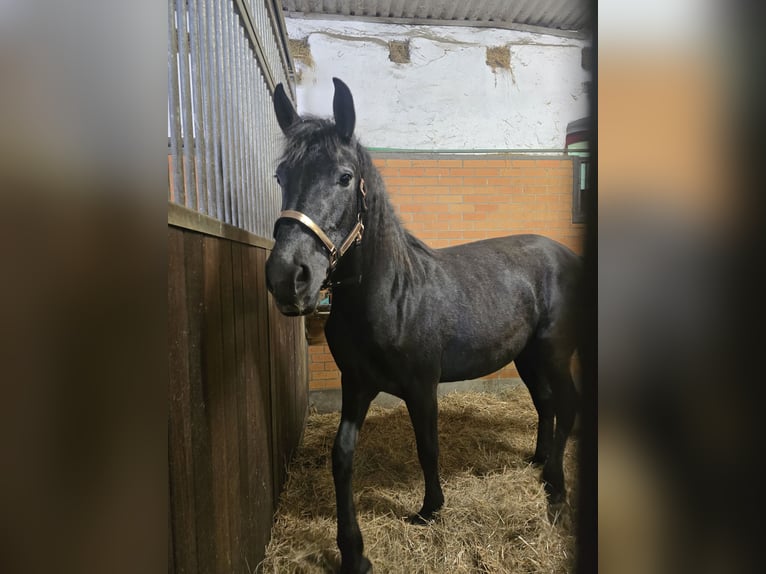Andalusier Mix Stute 2 Jahre 158 cm Rappe in Klieken