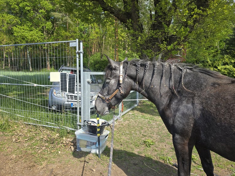 Andalusier Mix Stute 2 Jahre 158 cm Rappe in Klieken
