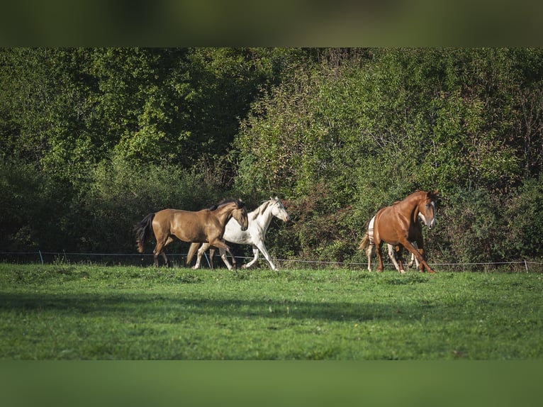 Andalusier Stute 2 Jahre 160 cm Falbe in Rezay