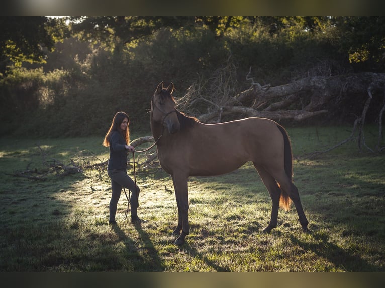 Andalusier Stute 2 Jahre 160 cm Falbe in Rezay