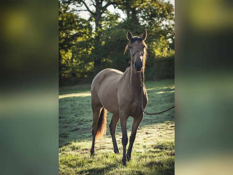 Andalusier Stute 2 Jahre 160 cm Falbe in Rezay