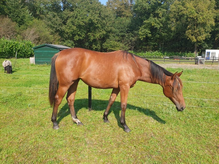Andalusier Mix Stute 2 Jahre 162 cm Brauner in Renswoude