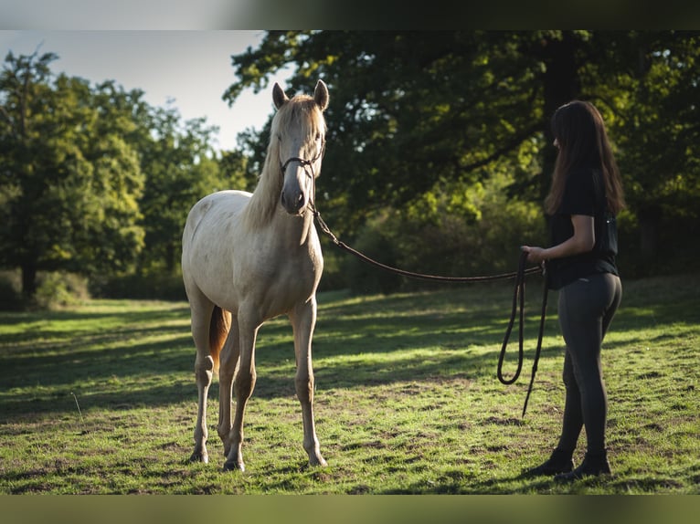 Andalusier Stute 2 Jahre 162 cm Pearl in Loye sur Arnon