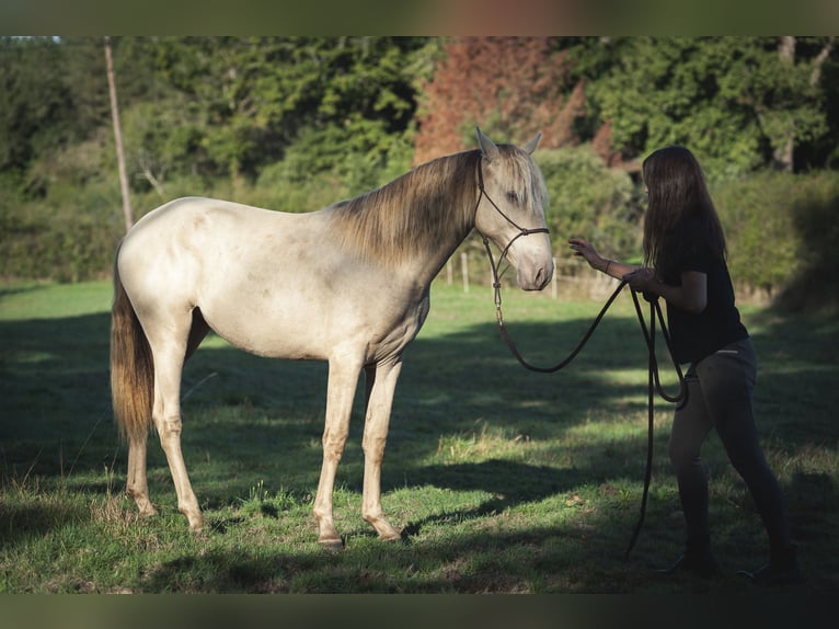 Andalusier Stute 2 Jahre 162 cm Pearl in Loye sur Arnon