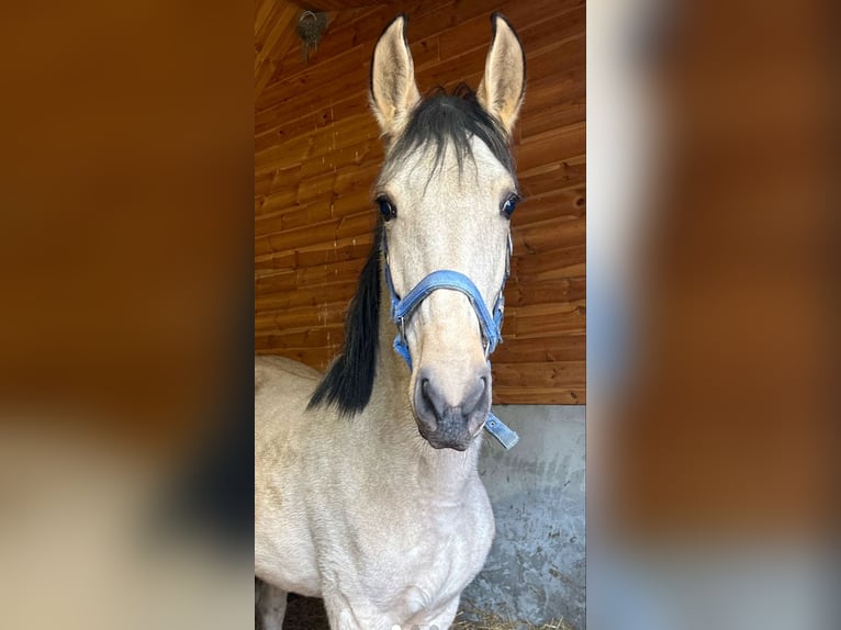 Andalusier Stute 2 Jahre 168 cm Falbe in Jedrzejow