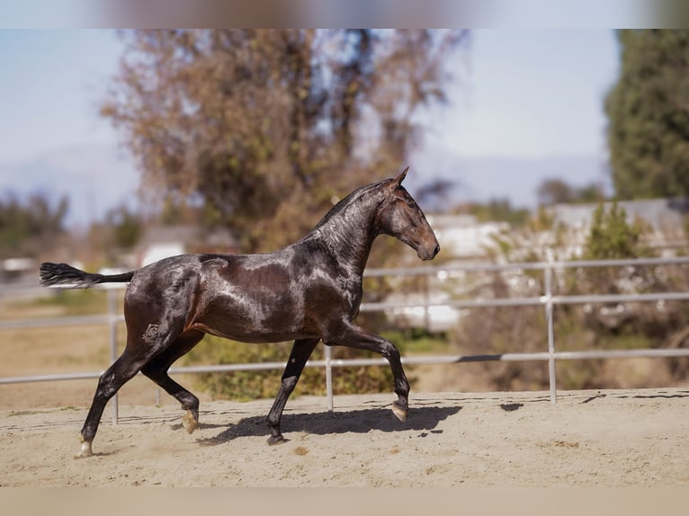 Andalusier Stute 2 Jahre Rappe in Norco