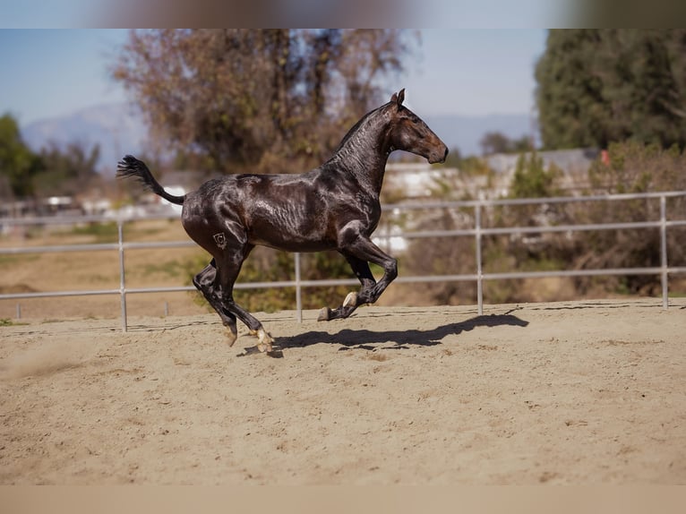 Andalusier Stute 2 Jahre Rappe in Norco