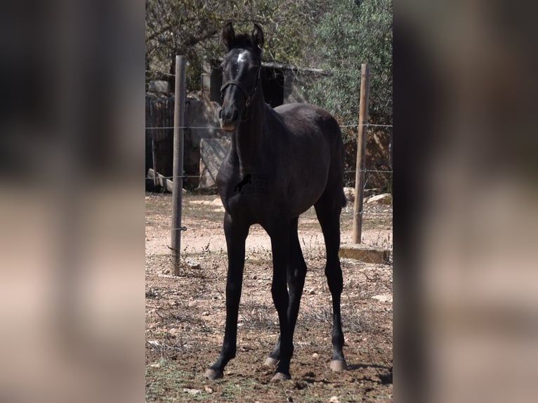 Andalusier Stute 2 Jahre Schimmel in Mallorca