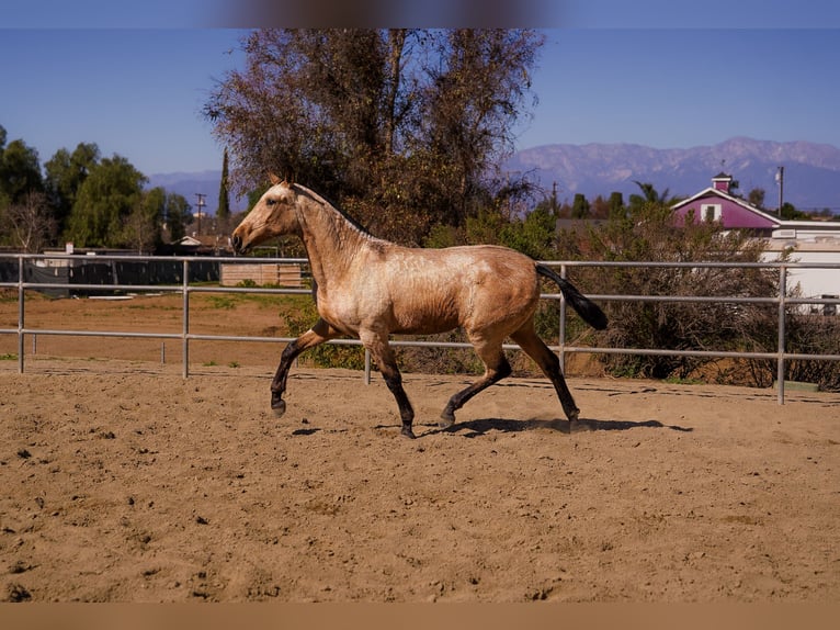 Andalusier Stute 2 Jahre Schimmel in Norco