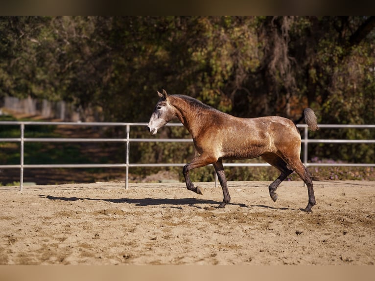 Andalusier Stute 2 Jahre Schimmel in Norco