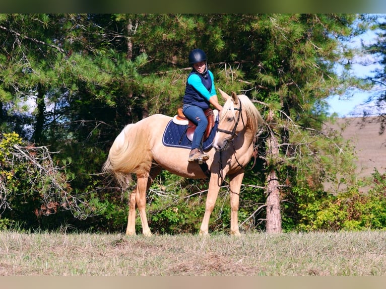 Andalusier Stute 3 Jahre 150 cm Palomino in Saint-Pierre-d'Aubézies