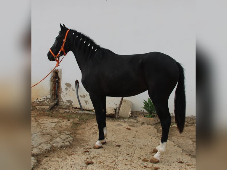 Andalusier Stute 3 Jahre 152 cm Rappe in Vejer de la Frontera