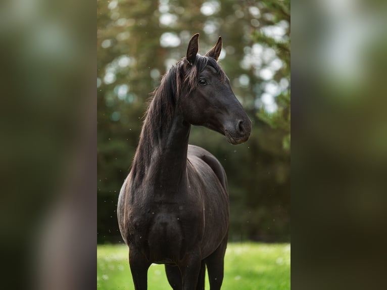 Andalusier Stute 3 Jahre 154 cm Rappe in Aug&#x161;daugavas nov.