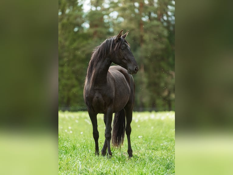 Andalusier Stute 3 Jahre 154 cm Rappe in Aug&#x161;daugavas nov.