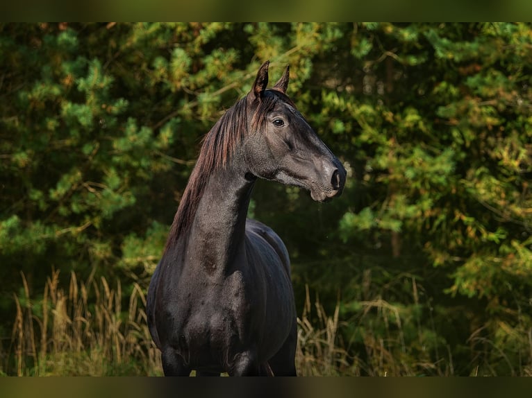 Andalusier Stute 3 Jahre 155 cm Rappe in Aug&#x161;daugavas nov.