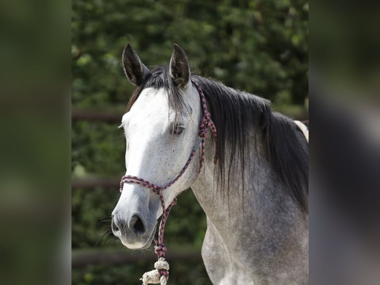 Andalusier Stute 3 Jahre 155 cm Schimmel in BissendorfBissendorf
