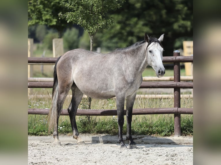 Andalusier Stute 3 Jahre 155 cm Schimmel in BissendorfBissendorf