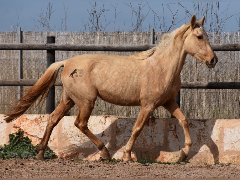 Andalusier Stute 3 Jahre 157 cm Palomino in Mallorca