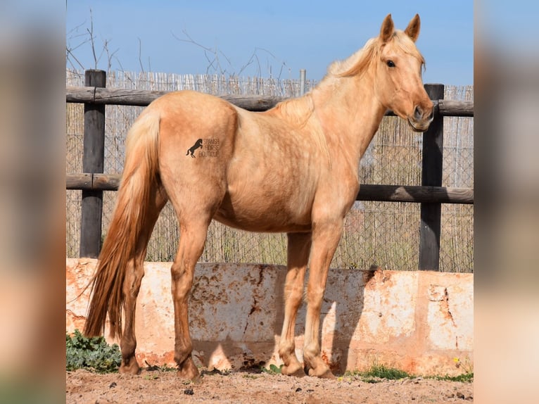 Andalusier Stute 3 Jahre 157 cm Palomino in Mallorca