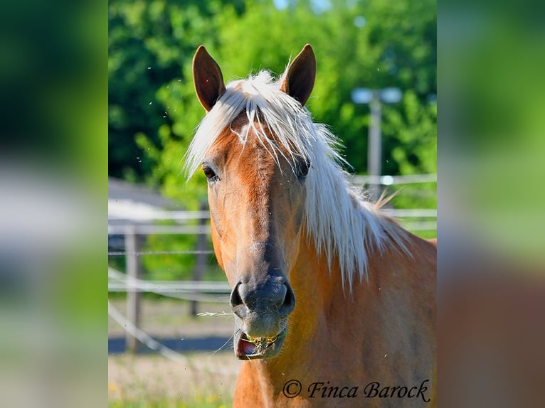 Andalusier Stute 3 Jahre 157 cm Palomino in Wiebelsheim